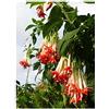 Seeds & Plants Shop by Ipsa Pezzi - 30x Fucsia Boliviana Red Cespuglio Giardino Piante - Seme ID1348 - Seeds & Plants Shop by Ipsa