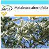SAFLAX - Confezione regalo - Albero del tè - 400 semi - Melaleuca alternifolia