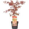 Bloomique - Acer Palmatum Atropurpureum - Acero Giapponese - Foglia Rosso-Porpora - Pianta da Giardino - Resistente al Freddo - Alta 50-70 cm - Vaso 19 cm