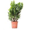 KENTIS - Arbutus Unedo Corbezzolo - Piante da Esterno Vere - Pianta da Giardino - Albero da Frutto - H 80/100 cm Vaso Ø 24 cm