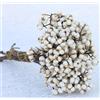 DongArts Bacche di sebo secche 220 grammi, bacche di tallow lunghe agrifoglio, piante secche, decorazioni floreali, gambi di bacche naturali, bouquet per casa, ufficio, matrimonio, festa, fai da te