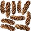 matches21 HOME & HOBBY Set di 10 pigne naturali come decorazione - pigne 15 - 25 cm marrone laccato - decorazione autunnale, materiale per progetti fai da te, corona dell'Avvento, decorazione natalizia, decorazione naturale