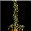 Edg - Enzo De Gasperi Tralcio Pino Luxury 170 LED 270 Cm Prolungabile - Trasformatore Incluso