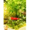 Generisch Garnelenglück - Gamberi in vari colori e motivi - 5 pezzi (Super Crytal Red - Caridina - rosso cristallo)