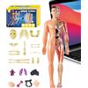 Generico Modello Del Corpo Umano - ABS, 3,94x11,22 Pollici Modello Anatomico Rimovibili | Strumento Pratico Per L'apprendimento 'anatomia 3D, Modelli Di Anatomia Per La Scuola, Laula, L'istru