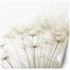 Feeby Carta Da Parati Natura Dente Di Leone 300x300 cm beige Fotomurale Tessuto Non Tessuto Per Casa Ufficio Camera Da Letto Gabinetto Soggiorno Dente Di Leone Primo Piano Macro