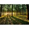 murando - Carta da parati 400x280 cm Fotomurali in TNT Murale alla moda Decorazione da Muro XXL Poster Gigante Design Cameretta Carta per Pareti Soggiorno Foresta Natura Paesaggio Albero c-B-0127-a-b