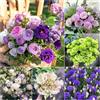 NULIYA 2000 semi di campanula di diversi colori, adatti per la semina in inverno,