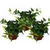 exotenherz Hedera helix, set di 3, edera, foglie verdi vaso da 9 cm