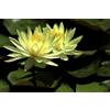 Generico Ninfea Sulfurea pianta viva a radice nuda - Fiore acquatico giallo chiaro - Ideale per laghetti, fontane, stagni - Ninfea rustica resistente, crescita facile, spedizione veloce