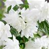 GardenersDream Philadelphus Pearls of Perfume - Pianta di Filadelfo (o Fiore d'Angelo) a Fioritura Estiva Profumata in Vaso - Ideale per Aiuole, Bordure e altro