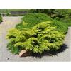 Vivaio di Castelletto Ginepro tappezzante Juniperus x media Gold Star pianta in vaso bio ø8 cm