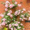 GardenersDream Rampicante Rosa - Pianta di Rosa in Vaso Resistente e a Bassa Manutenzione - Rampicante Fiorita per Muri, Pergolati e Recinzioni