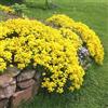 Govixed 10000 Timo Giallo perenne seme di copertura del terreno - Non OGM Creeping per la semina