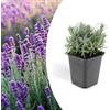 Vivaio di Castelletto Lavanda Lavandula angustifolia officinalis 6 piante in vaso ø9 cm Vivaio di Castelletto
