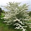 SVI INGLESE Biancospino Crataegus Laevigata - 20 + SEMI