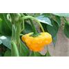 GHINO DI TACCO SEMI PEPPERONCINO SCOTCH BONNET YELLOW-HABANERO MUSTARD-CAROLINA REAPER YELLOW-PETER ORANGE