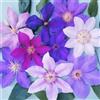 GardenersDream 3 X CLEMATIDI COLORI MISTI GRANDI E RESISTENTI PIANTE RAMPICANTI DA FIORE
