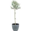 KENTIS - Eucalyptus Gunnii - Alberello Eucalipto - Piante Vere da Esterno Resistenti - Pianta da Giardino Antizanzara - H 40-50 cm Vaso Ø 15 cm