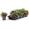 Zepre Gaultheria v 10.5 meravigliosa Made in Italy Terre di Romagna. Feste e cerimonie