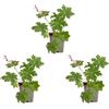 Bloomique - Set di 3 - Geranium Macrorrhizum 'Spessart' - Geranio - Coprisuolo - Ricca fioritura - Resistente all'inverno - Perenne - Profumato - Altezza 10-20 cm - Vaso da 9 cm