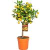 Bloomique - Citrus Calamondin - Arancio Ornamentale - Albero di Agrumi - Pianta da Frutto - Pianta da Giardino - Alta 50-70 cm - Vaso 19 cm