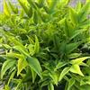 Vivaio di Castelletto Nandina domestica Lemon Lime pianta sempreverde a cespuglio in vaso ø19 cm Vivaio di Castelletto