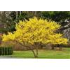 Vivaio di Castelletto Corniolo Cornus mas pianta in vaso ø11 Vivaio di Castelletto
