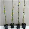 Generico Gelsomino giallo invernale, 8 piante alte 40/60 cm, vaso 8, Jasminum nudiflorum