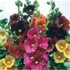 theseedhouse Semi Hollyhock - GIGANTE MIX DANESE - Rare Biennale - 11 Feet Tall - 25 Semi