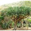 Generico 6 semi di Albero del Drago delle Canarie (Dracaena Draco)