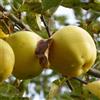 Vivai Decandia Giovanni PIANTA DA FRUTTO MELO GOLDEN DELICIOUS in vaso 20 età 2/3 anni (foto reali)