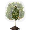 Generico Copertura Protettiva Per Piante Da Giardino - Rete Per Alberi Da Frutto, Protezione Per Piante Riutilizzabile E Traspirante A Prova Di Insetti, Chiusura Con Cerniera Con Coulisse | Uso Paesaggistico D