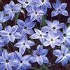 MHTSNW Lampadine Profumate,Bulbi Di Giglio Di Pioggia,Fiori Decorativi,Naturale, Salutare,Purificazione Dell'Aria,Lungo Periodo Di Fioritura-10 Bulbi-D