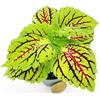 POWERS TO FLOWERS - COLEUS FOGLIA VERDE CON VENATURE ROSSE MICRO, IDEALE PER TERRARIUM, 2 PIANTE, pianta vera