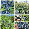 Generic semi di mirtillo, semi da giardino Vaccinium, selvatici da giardino, sementi biologiche 500pcs