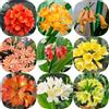 Generic Semi di Clivia vecchie varietà verdi resistenti per giardini rocciosi semi di come bomboniera arredamento del soggiorno resistenti organico 50pcs