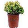 eGarden.store Pianta di Abelia Grandiflora Kaleidoscope pianta da esterno pianta da giardino pianta a foglia variegata pianta ornamentale di Abelia Variegata pianta venduta da eGarden.store