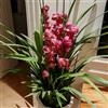 Generic Semi di orchidea, Cymbidium hybridum, rare orchidea Cymbidium, selvatici semi di da appartamento esotici 300pcs