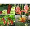 Generic Pack Semi Heliconia * Pack Collector * Aurantia Rostrata * * Mariae Wagneriana * Molto Rara * 20 Semi
