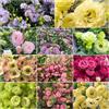 Generic semi di eustoma semi adatti per le selvatiche perenni resistenti decorazione balconi lisianthus eustoma - rari - tagliati, 200 pezzi