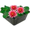 vdvelde.com vdvelde - Ninfea Rossa in Cestello - Nymphaea Attraction - Pianta per Laghetto Set Completo con Substrato, Fertilizzante & Ghiaia - Per Laghetto 10-100 cm di Profondità