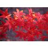 Vivaio di Castelletto Acero rosso giapponese Acero palmatum Momiji pianta in vaso 2 litri h 150/200 cm Vivaio di Castelletto