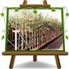 EURO PLANTS VIVAI Olivo Leccino - Pianta da Frutto su Vaso ø 22 cm - Altezza 160~170 cm - Età 4 Anni