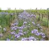 Mondo Ape Semi Fiori per Api - Sementi Mellifere per Api - 1 kg - Semi per Apicoltura - Semi per Fiori Melliferi Facelia