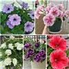 Generic semi di petunia perenni resistenti petunie pendenti da balcone perenni resistenti ornamentali decorazione 800pcs