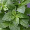 Generic 100 Semi di Giamaica Calaloo, Spinaci Tropicali, Tolleranza al Calore, Semi Neri