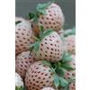 eGarden.store Pianta di Fragola Ananas pianta di Fragaria Pineapple pianta di Pineberry pianta da frutta pianta vera pianta di Fragola bianca pianta da esterno pianta di fragola da mangiare venduta da eGarden.store