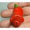 Generic Peperone rosso Peter Pepper Annum