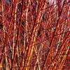 Generic Salice semisown Salix Flame 'Red' talee (8) + 2 GRATISBrilliant Arancione Rosso
